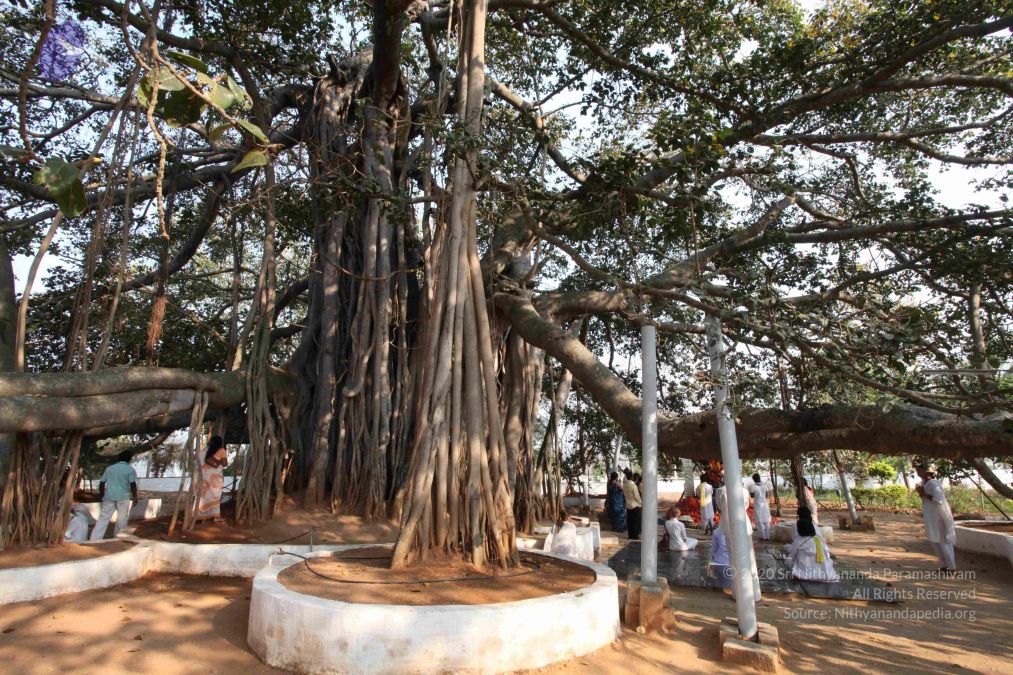 Banyan Tree Nithyanandapedia