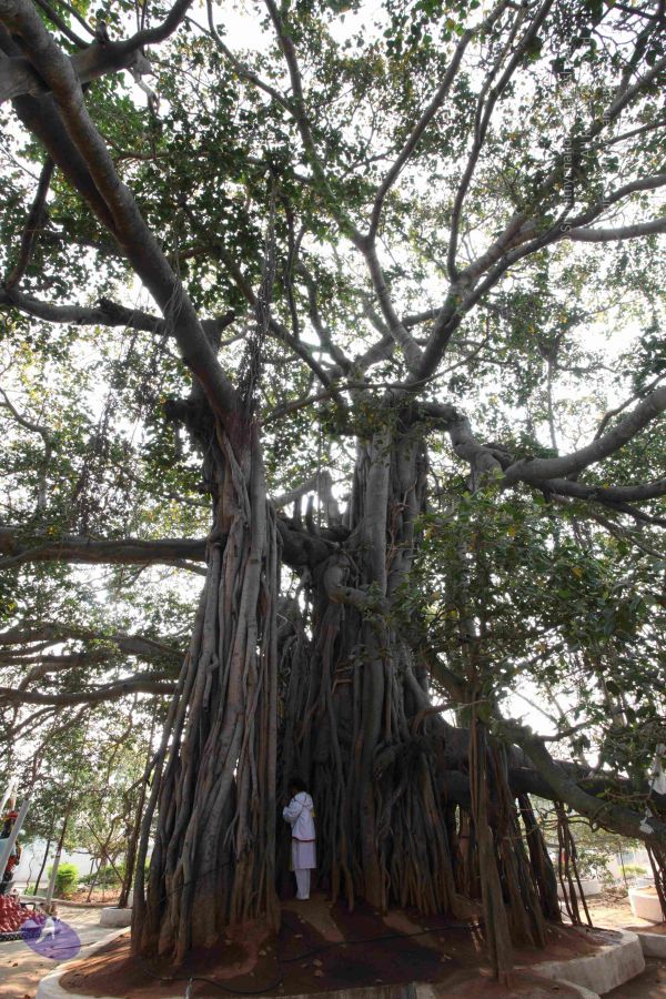 Banyan Tree Nithyanandapedia