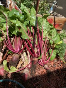 KAILASA-LATIN-AMERICA-2021-04-09-10 pGkIveUdPj01PsvOhsN1HYZ1uXOaJ.jpg