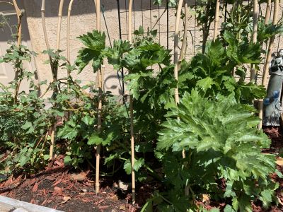 KAILASA-LATIN-AMERICA-2021-04-09-1FmNhVu-Nm2KFu42B3sp-iGry9 lFzWbJ.jpg