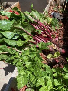 KAILASA-LATIN-AMERICA-2021-04-09-1VFU3WAiuGH-D5Gyj BmmvG41cIBawZJ4.jpg