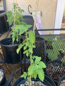 KAILASA-LATIN-AMERICA-2021-04-29-1OuY0M0wsoYgpIpXxzI3sS XaPlDtq2Gn.jpg