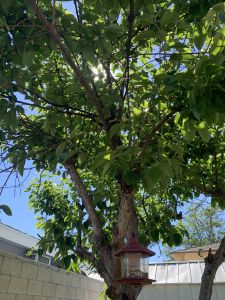 KAILASA-LATIN-AMERICA-2021-04-29-1eFlDxFfm15HiLahyC80iyUf QsT0 lWA.jpg