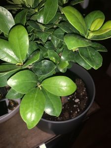 KAILASA-LATIN-AMERICA-2021-05-25-1L5asth2ESvJibbnm fFL0E76Zb7ilQIb.jpg