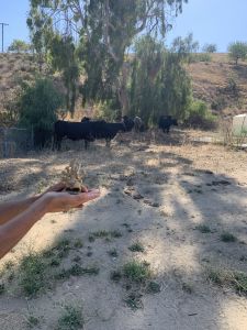 KAILASA-LATIN-AMERICA-2021-05-29-1Rkp 1Rse3w7WyIW9QGRSV6PreRC2USB7.jpg