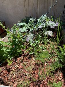 KAILASA-LATIN-AMERICA-2021-06-04-17xGdnkC8nHSWCszWSnac-39JnPCzr3t .jpg