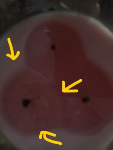 KAILASA-LATIN-AMERICA-2021-06-05-1q6DIhvVRSIkcoDEA2oZoFjqEjqaYWj q.jpg