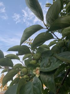 KAILASA-LATIN-AMERICA-2021-06-08-1tlfYBpzEeBQbAimBKBpoJRxiEQRzJy F.jpg