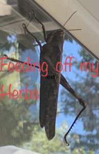 KAILASA-LATIN-AMERICA-2021-06-12-15Wgsu0PIwp au5W8neeXTcrAmnvS Zi6.jpg