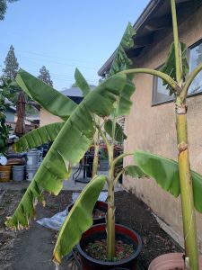 KAILASA-LATIN-AMERICA-2021-06-17-1Nxc7 AwtxEVrC0uF6n81IuS6HztOHF6F.jpg