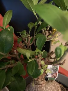 KAILASA-LATIN-AMERICA-2021-06-24-1oJ1DeBWcjuBZ9XEPa2 XCUgjjwM3Y4vL.jpg