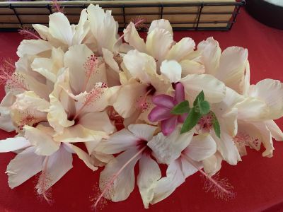 KAILASA-LATIN-AMERICA-2021-06-30-1 xfa8rPpJI9iCatzoQA-RMiVXhKokGsq.jpg