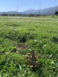 KAILASA-LATIN-AMERICA-2021-07-01-1oOtnylcHCMTS45ltqgGav ACrB4UmKGP.jpg