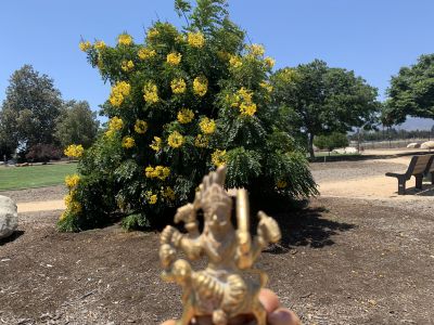 KAILASA-LATIN-AMERICA-2021-07-01-1yNiQvGZYaJ7UPR taGAEl72U3KRxsYNU.jpg