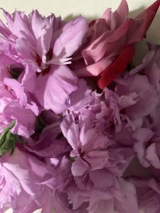 KAILASA-LATIN-AMERICA-2021-07-02-1270sERcmehcebzcW4aWZDGxhtA lgTkS.jpg