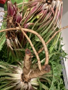 KAILASA-LATIN-AMERICA-2021-07-02-1aGPVp6ulvHodfn 3d9q8DNAaLRkCzx3v.jpg