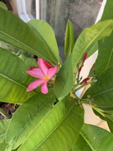 KAILASA-LATIN-AMERICA-2021-07-09-1UOns6KzlCU75ieucQGP2KbUq9 EExIHm.jpg