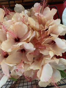 KAILASA-LATIN-AMERICA-2021-07-09-1wkIY6YQVKi npNuoPiOukSoFcTJ57pKz.jpg