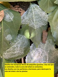 KAILASA-LATIN-AMERICA-2021-07-15-1Hd8M7hMgNjneot0XJKDztGgCVxBYpt r.jpg