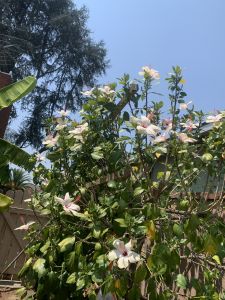 KAILASA-LATIN-AMERICA-2021-08-16-15zikZDuw9xKKLK V2BYgh-m5ZIRPYnzI.jpg