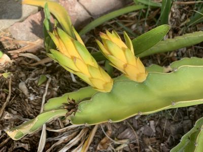 KAILASA-LATIN-AMERICA-2021-08-16-1NrtvB6 nTsYx8eGVQtgKZoXTynIXQS2s.jpg