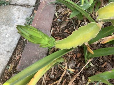 KAILASA-LATIN-AMERICA-2021-08-16-1iYv-vw-2W hc8BOehvTV-3mkOgmwoot-.jpg