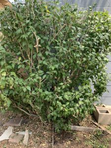 KAILASA-LATIN-AMERICA-2021-08-25-1mM hdqOW93JbUeS3oDHIScbC54bU33 h.jpg