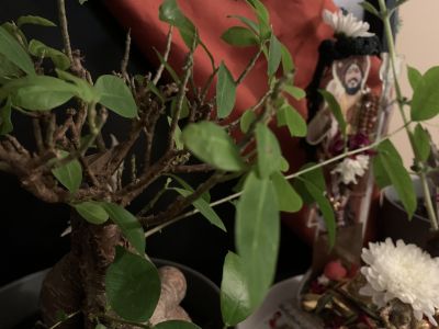 KAILASA-LATIN-AMERICA-2021-08-30-1CTyACBgr4Sz r7vt4HAkrnxcB-P-0djg.jpg