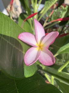 KAILASA-LATIN-AMERICA-2021-08-30-1HryJwJnu4RDglbAqwnSnIY QVng7qQUq.jpg