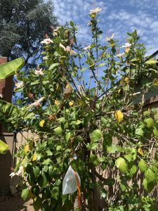 KAILASA-LATIN-AMERICA-2021-08-30-1hWlKyAPp-NiLkZpZ5SA pVaYTssPN37o.jpg