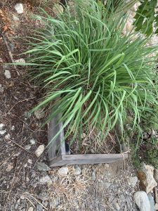 KAILASA-LATIN-AMERICA-2021-09-01-1RVwY75fVtBmU zvq0l-NiuS5bTwXwwmR.jpg