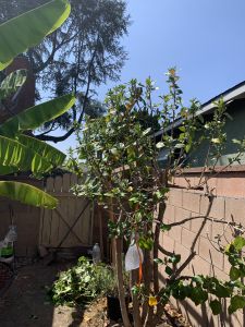 KAILASA-LATIN-AMERICA-2021-09-02-1bnM5k339EXFaogglZrqwR19rk J8rPcT.jpg