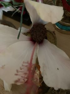 KAILASA-LATIN-AMERICA-2021-09-30-1VcSTd1u1vEdxrSoL0ac uLBWbh1Cmmpb.jpg