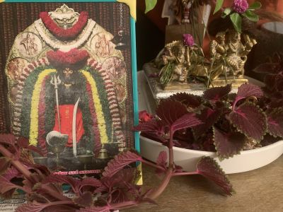 KAILASA-LATIN-AMERICA-2021-11-03-1ly0Hhp1CMa67s7jJGTMigPtW s8h96hw.jpg