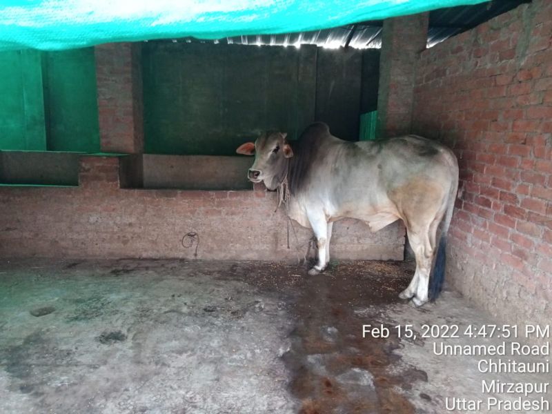 File:KAILASA India Uttar-Pradesh Kashi 221001-2022-02-16-1LZ4khOs4v6kTZE3tOmp09uyYFK2IMKJW.jpg