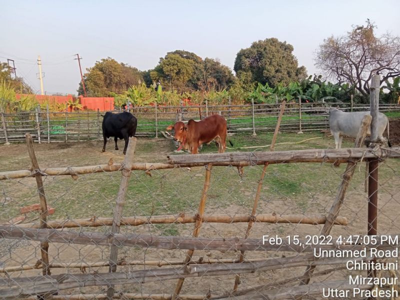 File:KAILASA India Uttar-Pradesh Kashi 221001-2022-02-16-1iFpdi8djrAQ0P7CzWOtP5zNUW8yLGvLm.jpg