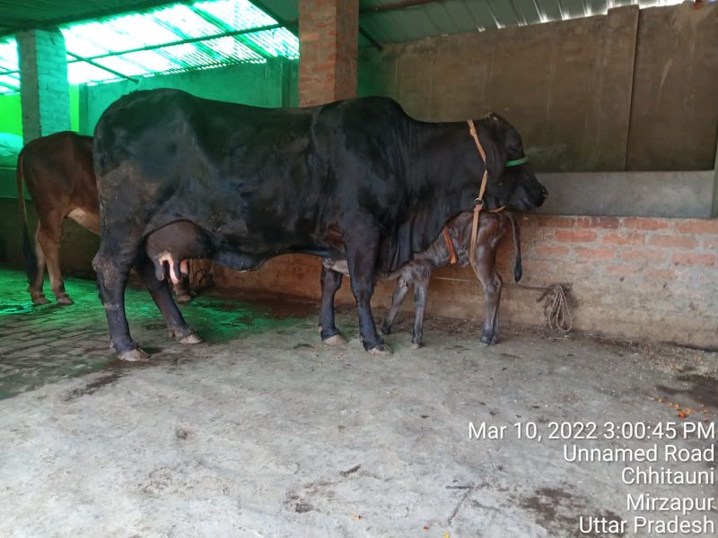 File:KASHI-SARVAJNAPEETAM-2022-03-12-1oE3DNXyQ8lZB- UJcM NfgTsrp7N-oNP.jpg