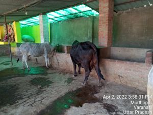 KASHI-SARVAJNAPEETAM-2022-04-02-1qZGMTEWOvvcgm4KTBW5anIdp-4awPS K.jpg