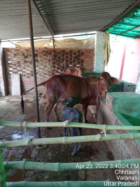 File:KASHI-SARVAJNAPEETAM-2022-04-24-1mb4VX0iYN6I7sayOoDLgUOe5H2g-R gQ.jpg