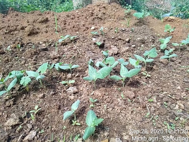 File:KPedia Photo 1201 1plBtgzjCa6B725 SXLHDsnc7ubhWFuyk.jpg