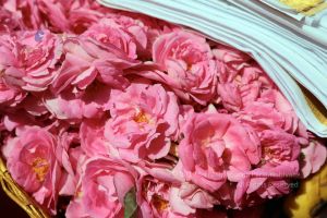 KPedia Photo 1331 1fZLBEGQDApLXc9Erxjky Pu7vDikaLMG.jpg