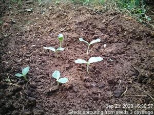 KPedia Photo 1520 1pkODTqPDSH2-WETgR1tk3vK-z9VUJ6y2.jpg