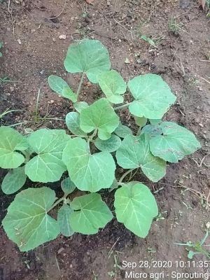 KPedia Photo 1641 1OtwjYsmCMO6bZOihe6qW49f0cNPjOkX-.jpg