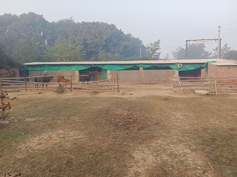 File:Nithyanandam Gau mandir kashi.jpg