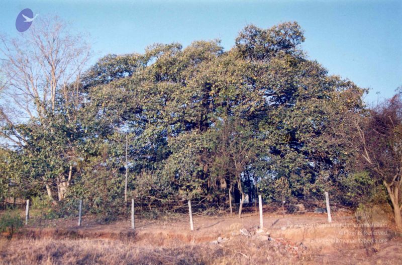 File:PA-292-012 CMP WM.jpg