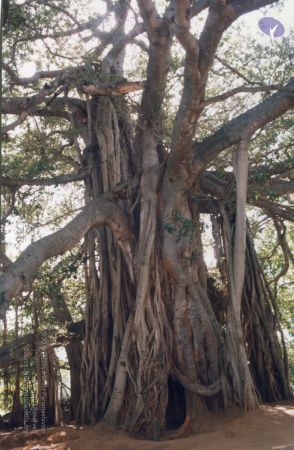 PA-292-019 CMP WM.jpg