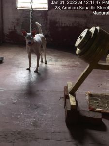 SHYAMALAPEETA-SARVAJNAPEETAM-2022-01-31-1MRFQ ImizCG lmj0KenHcziwZDNDs394.jpg