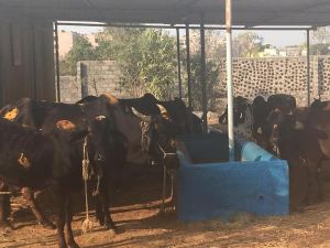 SRIPURAM 49318374 1138267389679839 3481540824175476736 n.jpg