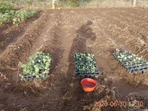 SSJP 106294957 1529521587226513 3787624308439183449 o.jpg