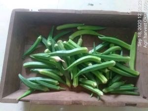 SSJP 119748941 1594987774013227 7862233017374396682 o.jpg